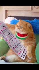 funny video | funny videos | funny | jokes | vines