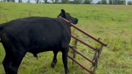 Cow's big escape plan goes awry at the gate