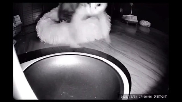 Un chat affamé réagit au bruit des croquettes