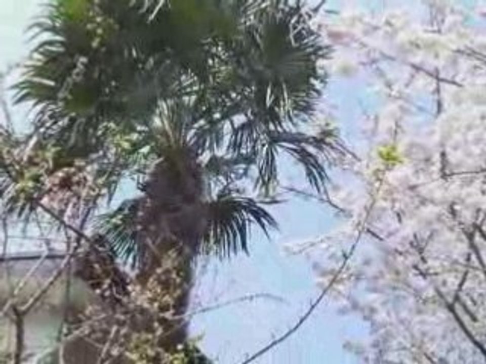 Sakura - Cherryblossom - Kirschbluete in Tokyo 2008