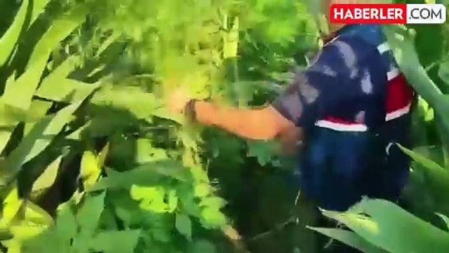 Manisa'da mısır tarlasında 100 kök kenevir ele geçirildi, tarla sahibi gözaltına alındı
