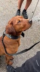 Dogs 4 Wildlife specialist conservation dogs in training, Rocket and Fudge visit Yorkshire Wildlife Park, for exposure to the wildlife they will one day protect in South Africa.