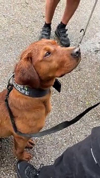 Dogs 4 Wildlife specialist conservation dogs in training, Rocket and Fudge visit Yorkshire Wildlife Park, for exposure to the wildlife they will one day protect in South Africa.
