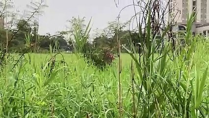 Thả diều sáo khủng và cái kết đâm vào toà chung cư hên là kéo về kịp nên không sao