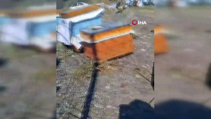 Dev çekirge ile karşılaşan vatandaşın sohbeti sosyal medyada viral oldu