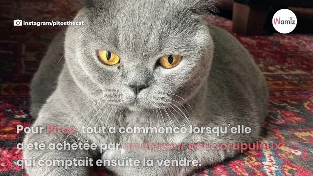 Un homme dépose son chaton pour qu’il soit euthanasié : le vétérinaire a une réaction inimaginable !