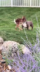 Gentle American Bully Plays With Baby Deer