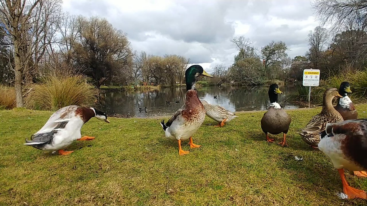 Ducks quacking on a lake