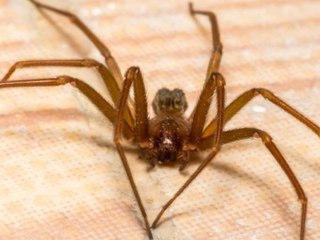 Braune Violinspinne könnte sich in Spanien ausbreiten