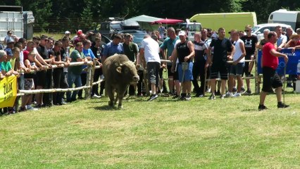 Golub od Pračalića vs Peran od Imamovića Vlašić 2024