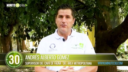 Aumentan los avistamientos y rescates de las Pollas Azules en el Valle de Aburrá