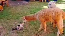 #2 Vidéos de Chats Super Puissant