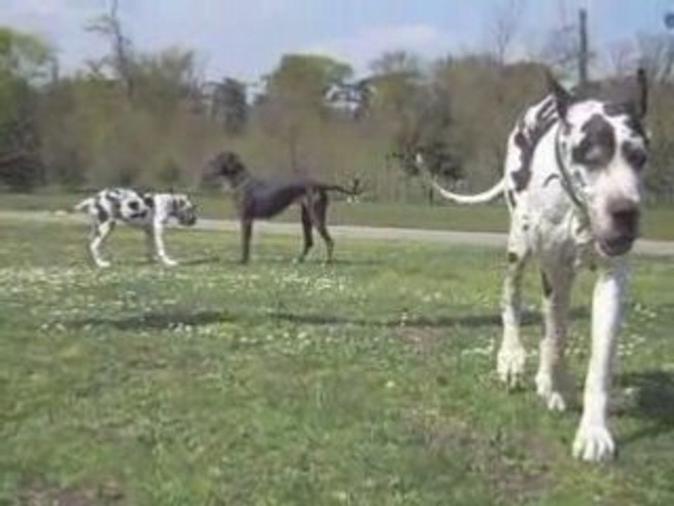 DOGUE ALLEMAND Sortie des chiens au bois