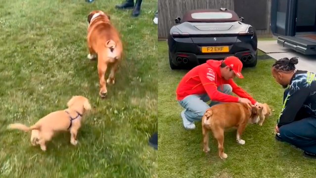 Lewis Hamilton y Charles Leclerc presentan a Roscoe y Leo previo al GP de Hungría