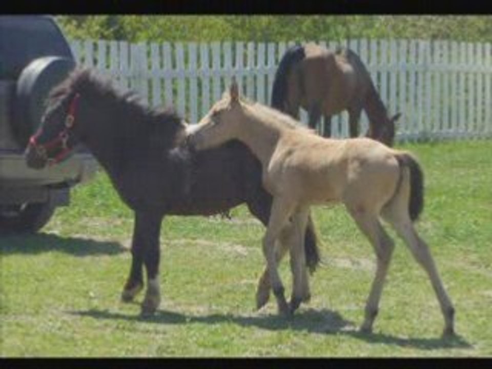 Une Petite Grattouille