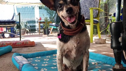 Kiko ChaCha Chavino Jackie-O at Father-In-Laws house for dinner time for the doggies; ChaCha eats VID_20240715_150357731