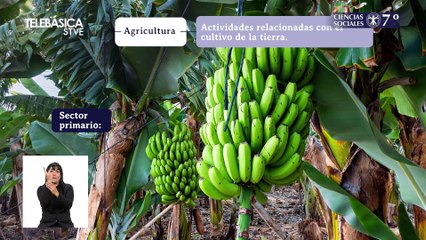 Actividades económicas de Honduras #22, 7º Ciencias Sociales Lección Educativa