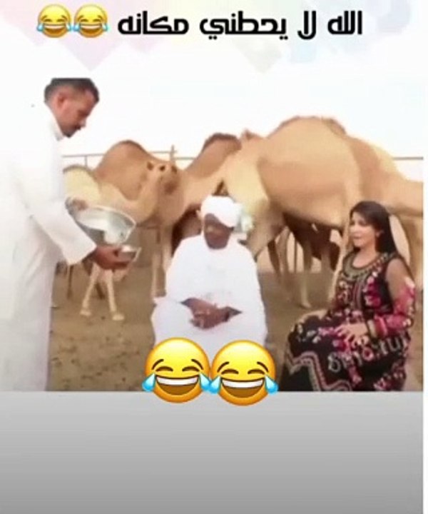 The camel hits hard
