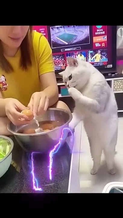 _Funniest Cats and Dogs! Best Animal Videos! #shorts #viral #comedy #cat #dog