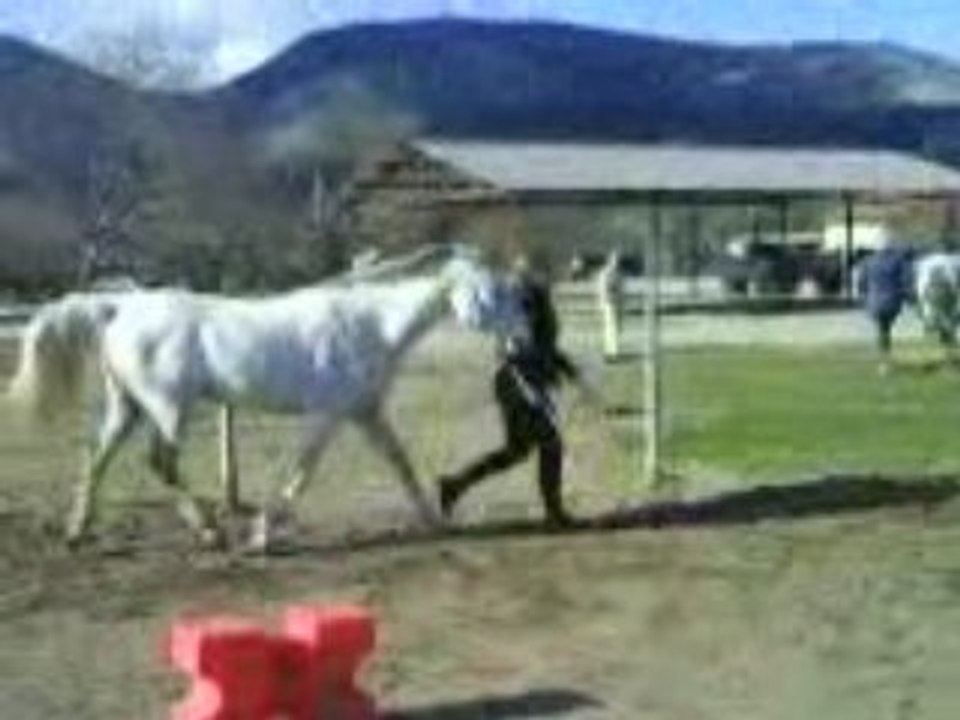 My horse and me