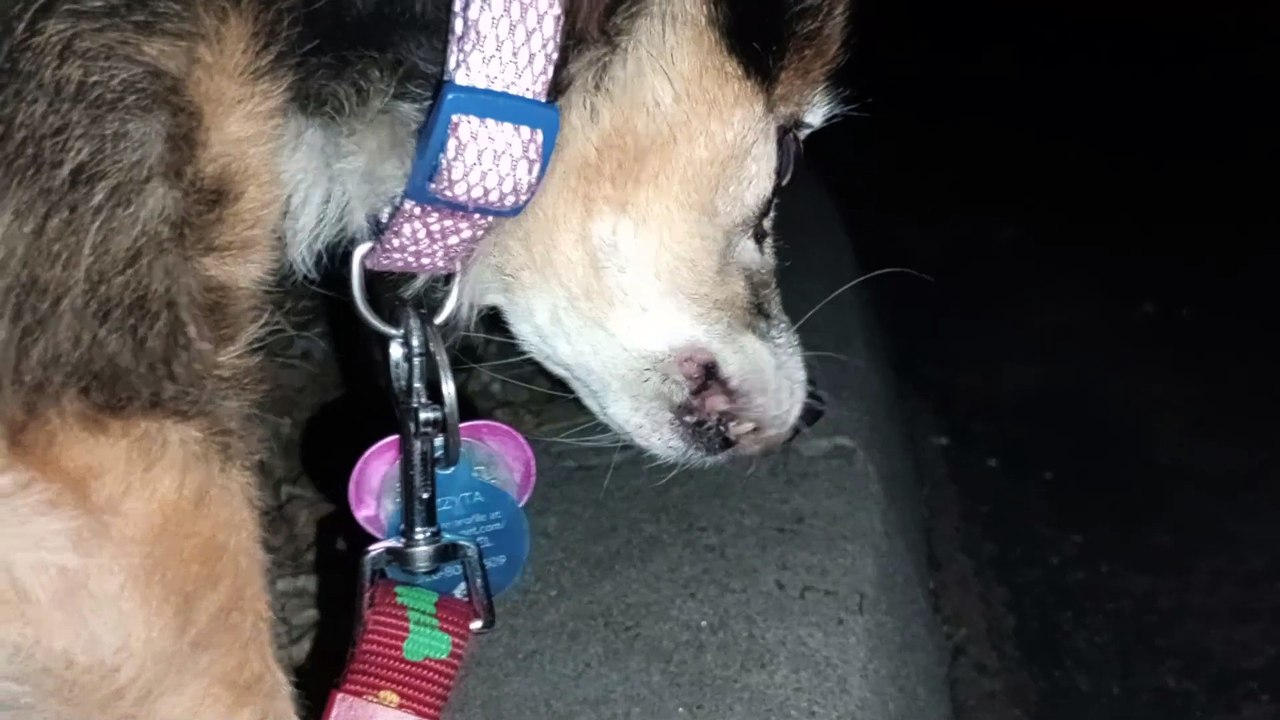 Ozzyta Villanova Paco; Villanova did business; Paco had some occasional focus, he had ups & downs VID_20240715_210607387