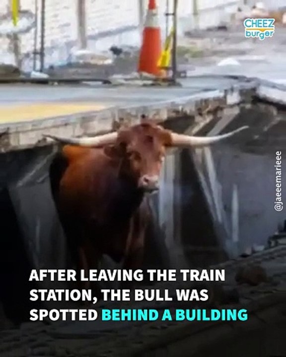 A Boisterous Bull Appeared On A New Jersey Subway Track