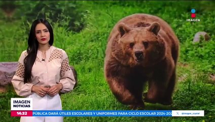 Los osos se encuentran en peligro por caza masiva