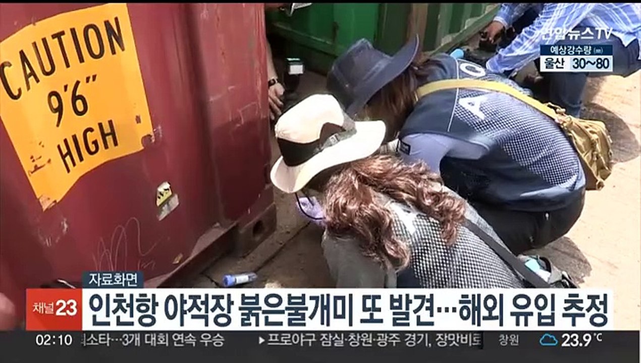 인천항 야적장 붉은불개미 190마리 발견…해외유입 추정