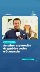 Autorizan exportación de genética bovina a Guatemala