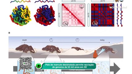 Pele de mamute desidratada permite recriação de genoma de 52 mil anos em 3D