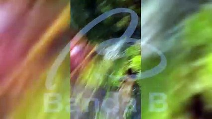 Cachorro morre carbonizado após incêndio atingir casa de família no São Lourenço; vídeo mostra fogo