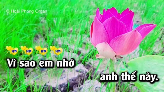 Karaoke Lại Nhớ Người Yêu Tone Nữ Nhạc Sống - Hoài Phong Organ