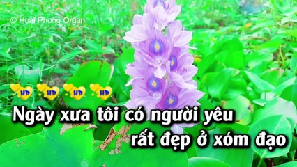 Karaoke Người Em Xóm Đạo (Beat Hay) Nhạc Sống Tone Nam D#m - Hoài Phong Organ