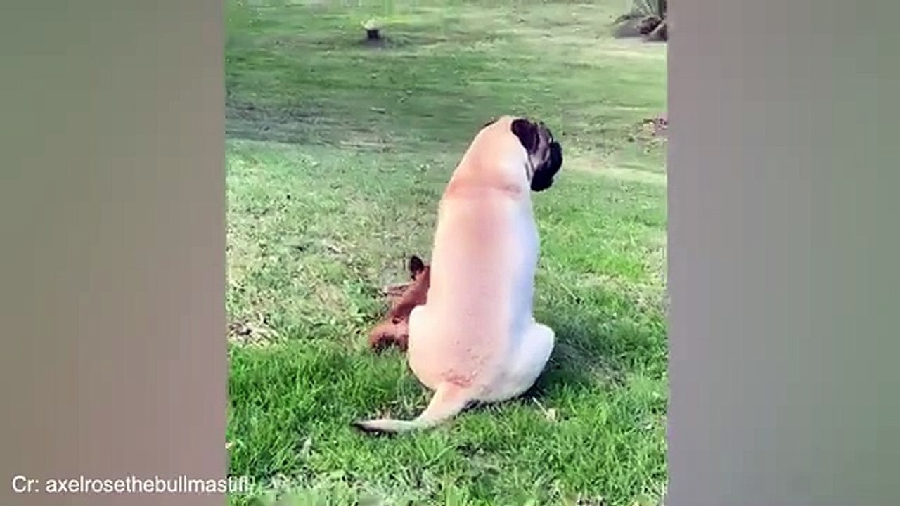try not laugh 2024