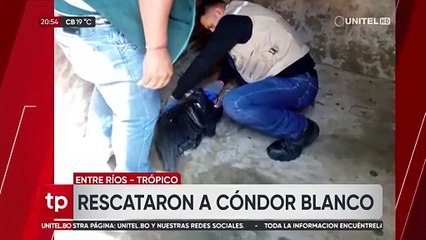 Con alas rotas y plumas arrancadas, así fue encontrado un cóndor blanco en una calle del trópico de Cochabamba