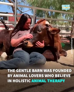 Senior Horse Finds New Friends After Being Bullied By Other Horses