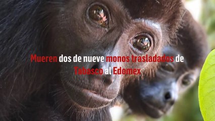 Mueren dos de nueve monos trasladados de Tabasco al Edomex