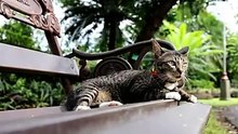 27 cats