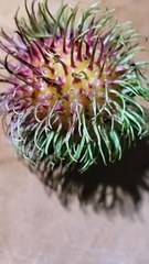 Remove the peel like this because it is pitimakuno