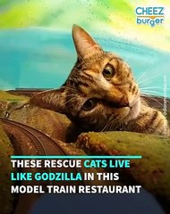 Cats Live Like Godzilla At This Model Train Themed Cat Cafe
