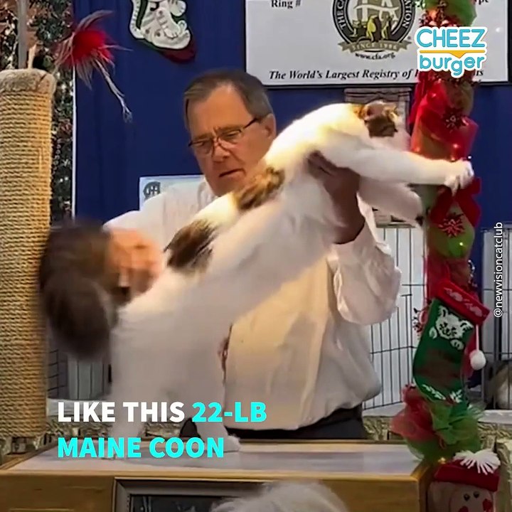 Meet The Fabulous Cats of The New Vision Cat Club