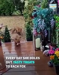 A Pack Of Baby Foxes Moved Into This Woman's Garden