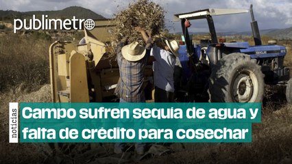 Campo sufre doble sequía: sin agua y sin crédito para cosechar