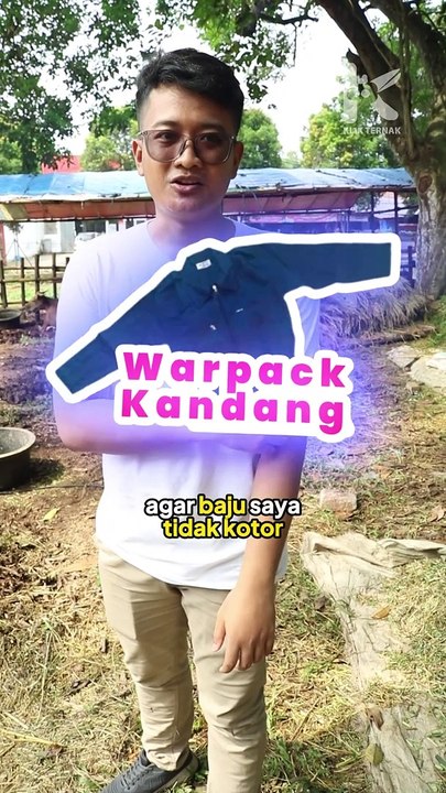  Sapi Bali Pake Kaos Kaki 