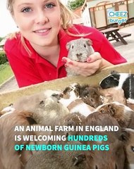 This Guinea Pig Accidentally Got 100 Females Pregnant