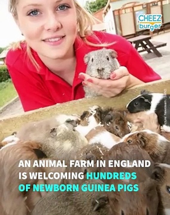 This Guinea Pig Accidentally Got 100 Females Pregnant