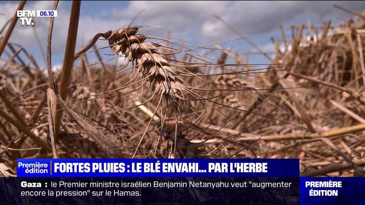 À cause des pluies abondantes du printemps, ces...