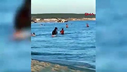Plajda ilginç anlar: Deniz atı değil, gerçek at...