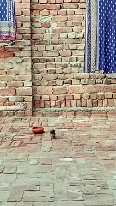 Prindon ka pyar