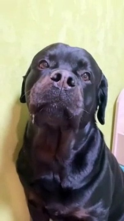 'Promis j'ai rien volé... ' chien pas très convainquant